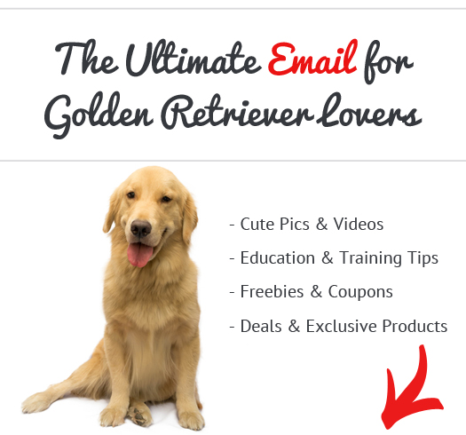 What are some tips for raising black golden retriever puppies?