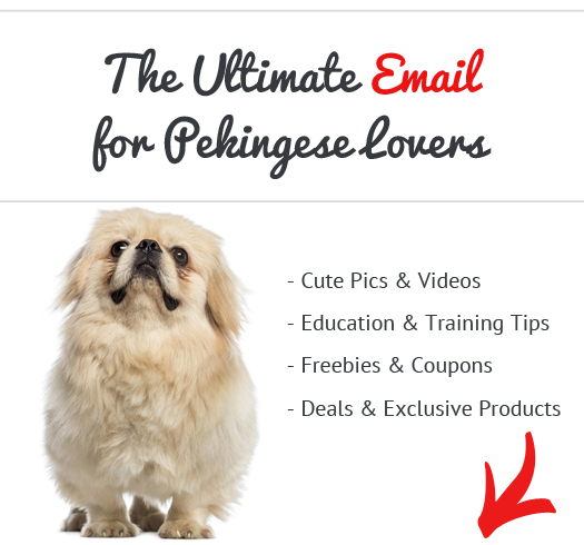 Pekingese News, Stories, Pictures &amp; Products - Pekingeses Home