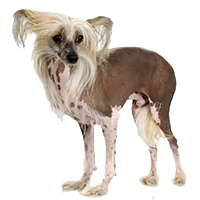 chinese-crested-dogs