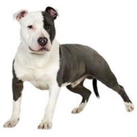 staffordshire-bull-terriers