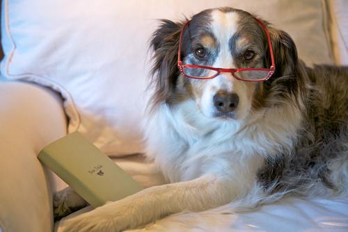 Old-Dog-Reading.jpg