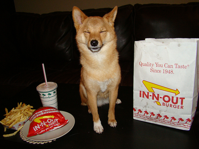 While this pup looks happy NOW, he won't be later. A meal like this could put him in the vet's office. @TarotheShibaInu via Flickr