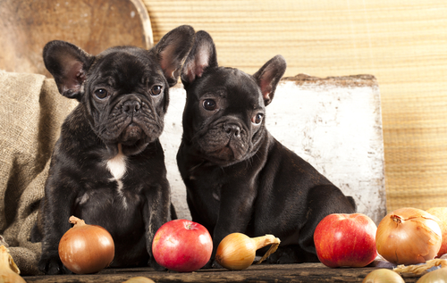 10 Fruits & Vegetables That Are Toxic to Dogs