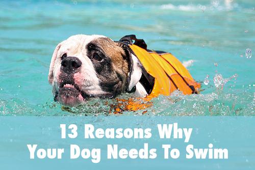 swim dogs