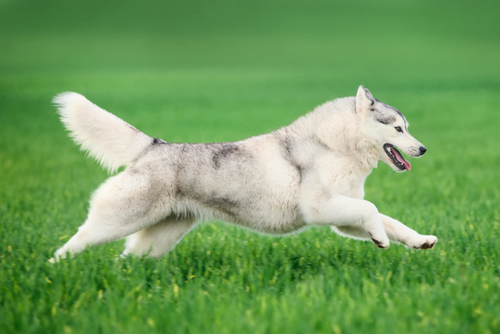 hyperactive dog breeds