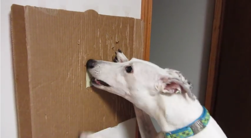 How To Train Your Dog To Shut Doors & Turn Off Lights