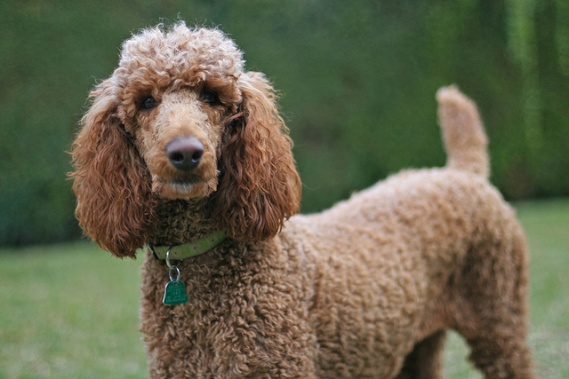 large poodle type dogs