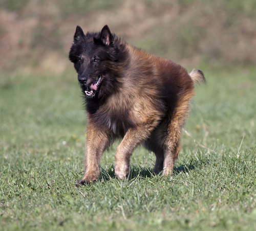 shutterstock_123678064