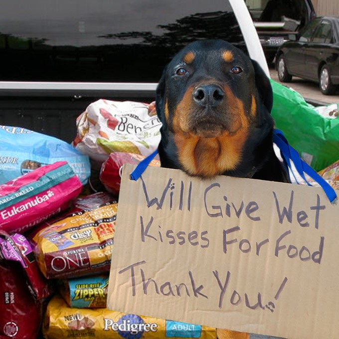 Another sweet pup who is thankful for the food he's getting while waiting for his furever home!