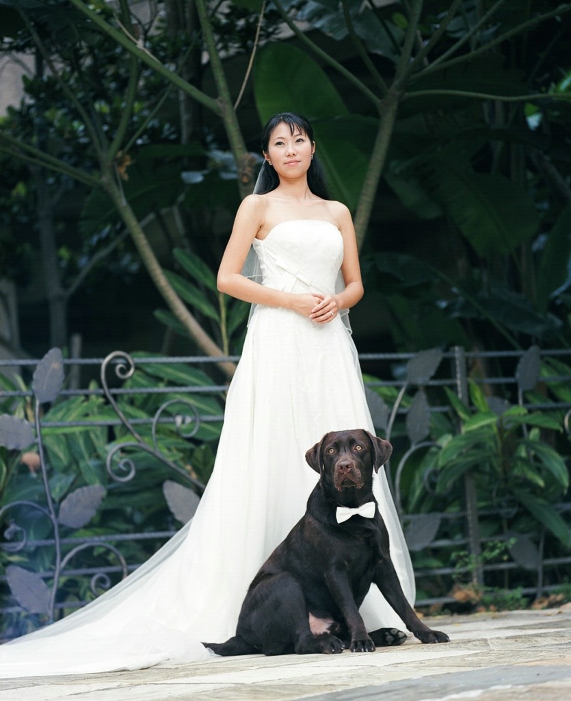 Labrador Retriever in wedding party