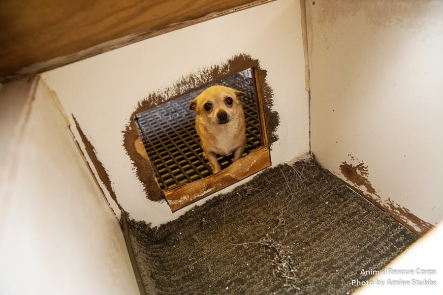 Image source: Animal Rescue Corps / Aimee Stubbs