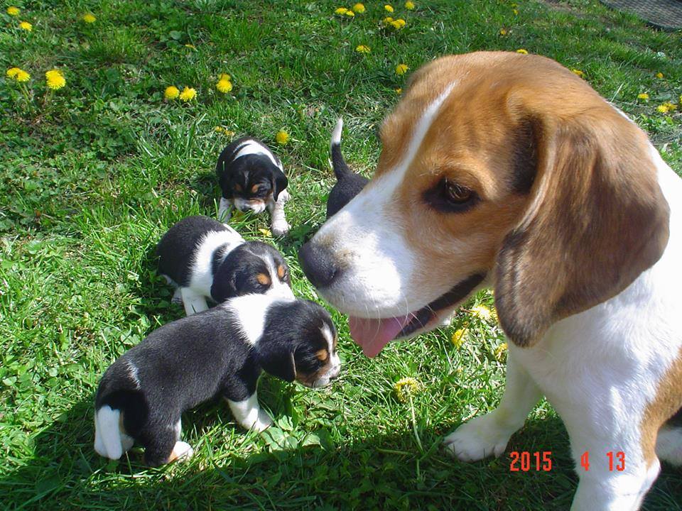 Skype and Puppies by Alex S.