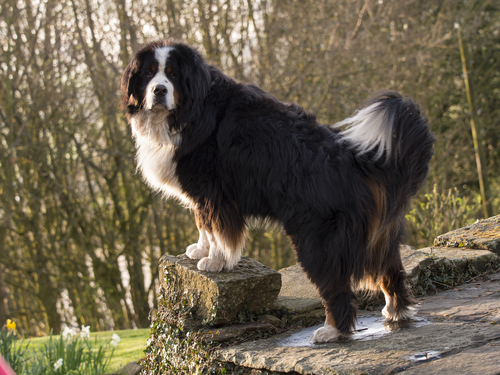 11 Dog Breeds That Are Gentle Giants