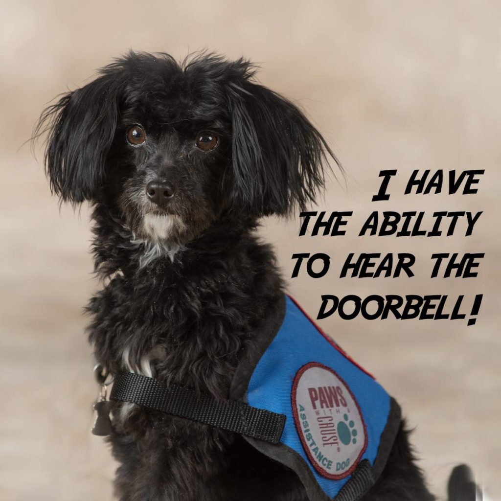 Meet PAWS Dog HAVEN! She is going home to her FURever person! She was trained to alert to different sounds, like the doorbell ringing. Image source: Paws With A Cause 