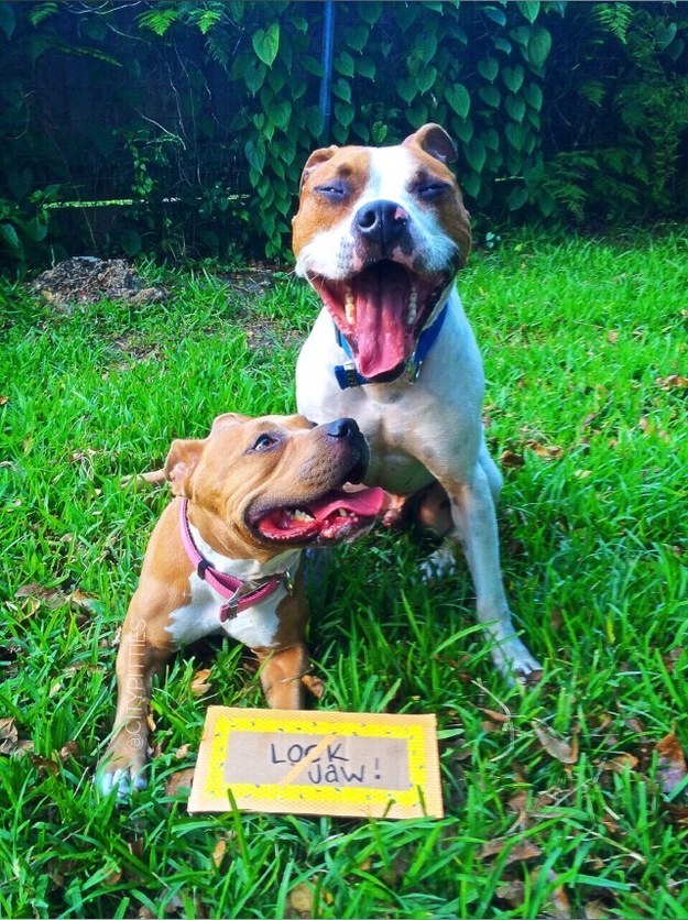 CityPitties via Dogly app