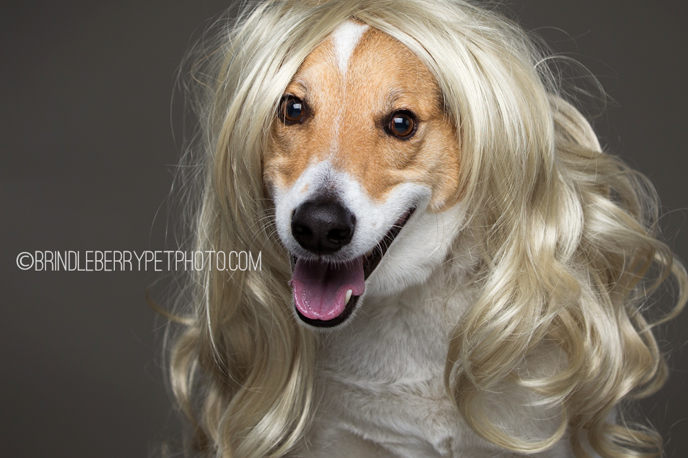 can dogs have human hair