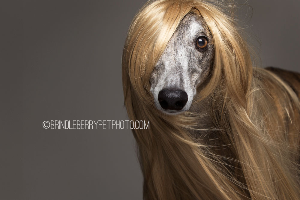 Dogs Showcase The Latest Trends In Human Hair And We Think