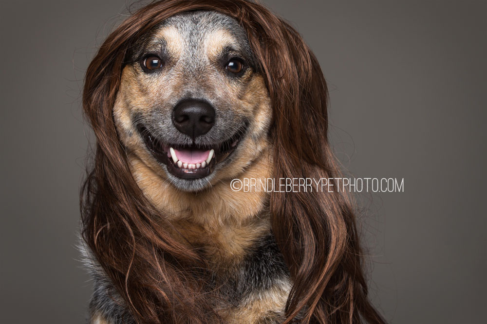 can dogs have human hair