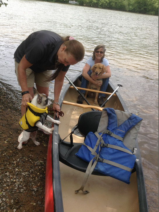 PEPE the French Bulldog- 4 months old - getting used to a canoe in one of Brenowitz's classes.  Image source: AnimalsDeserveBetter.org