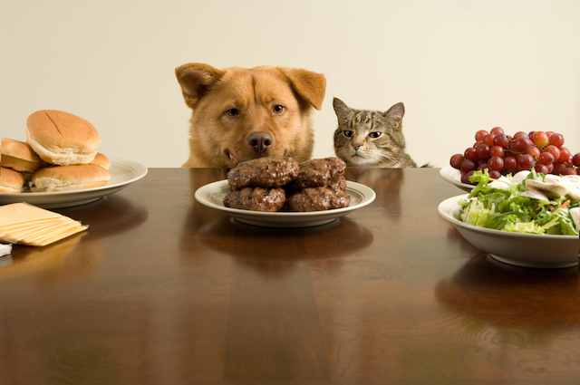 10 Most Toxic Foods For Pets