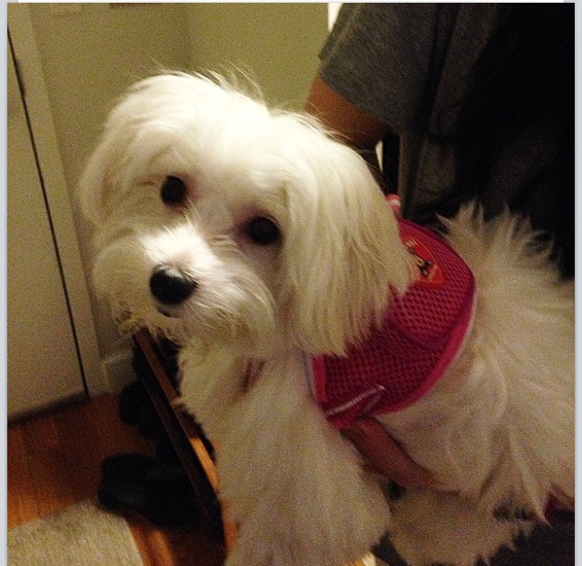 Doggy Backpack (picture of Snowbell, NYC) Image source: Denise Mange