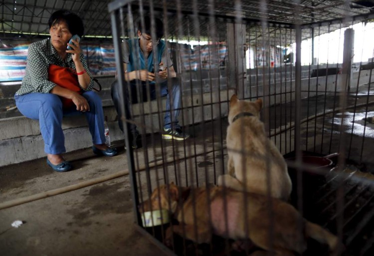 Animal lover Yang Xiaoyun (L) uses a mobile phone next to a cage accommodating dogs which she purchased from dog vendors to rescue them from dog meat dealers at a temporary shelter ahead of a local dog meat festival in Yulin, Guangxi Autonomous Region, June 21, 2015. Local residents in Yulin host small gatherings to consume dog meat and lychees during the festival, which falls on Monday this year, in celebration of the summer solstice which marks the coming of the hottest days. REUTERS/Kim Kyung-Hoon  - RTX1HGUK