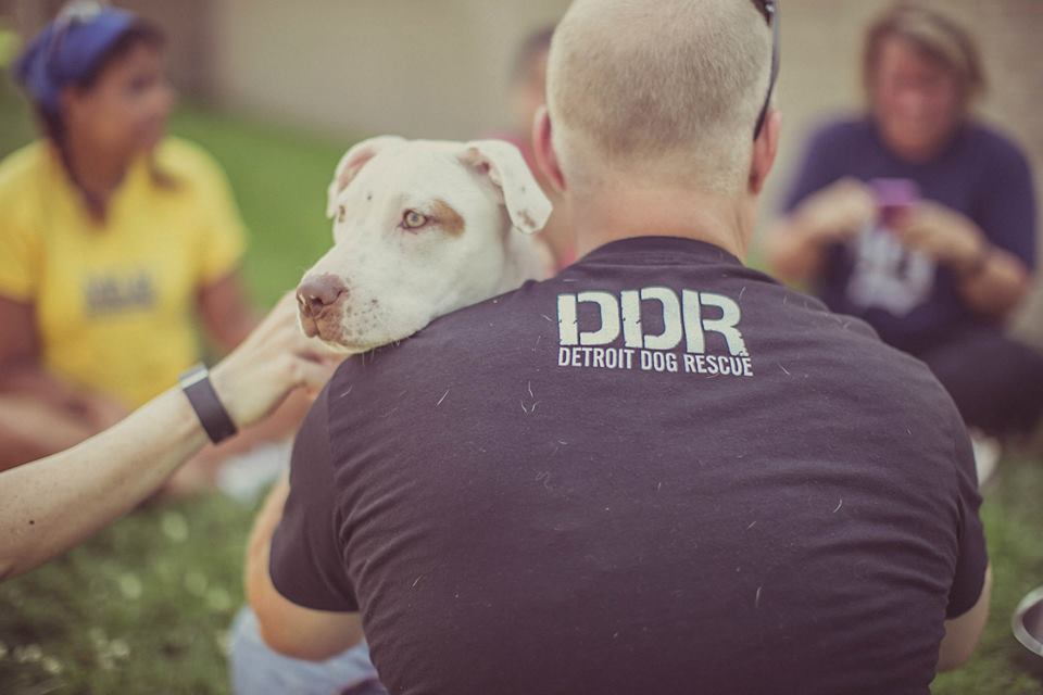 Image source: Detroit Dog Rescue / Facebook