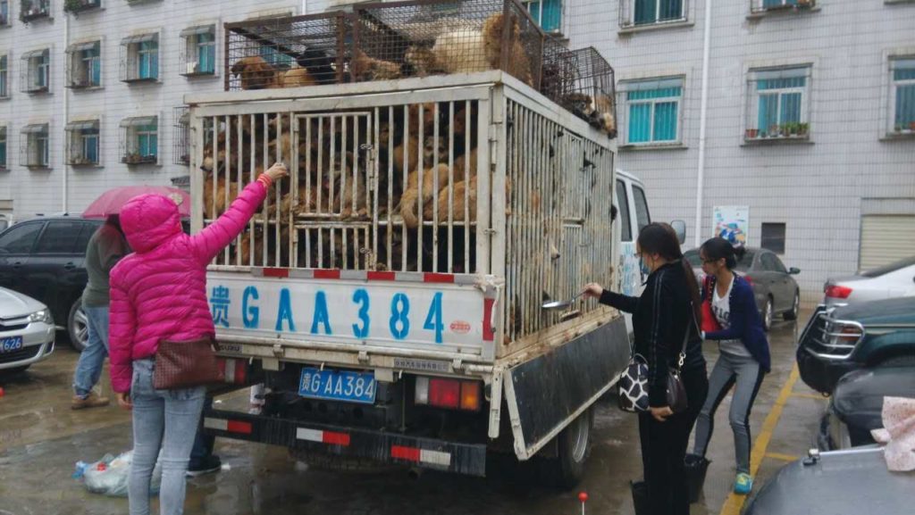 One of the Trucks intercepted by Chinese activists. Yunnan July 4 Dog Rescue Image source: HSI