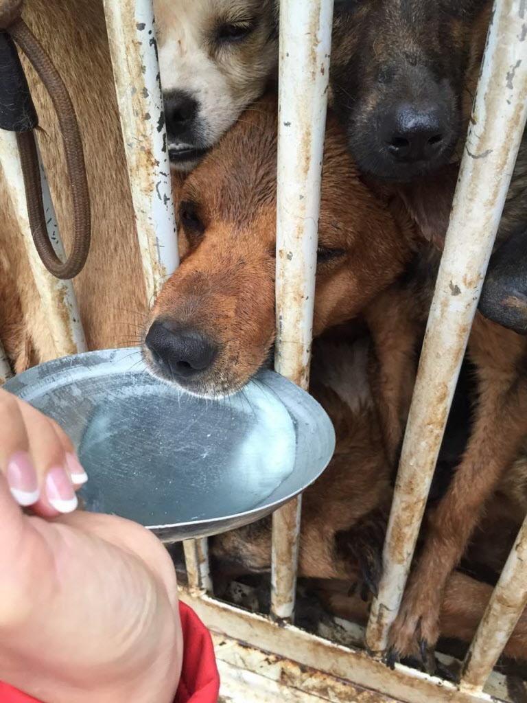 Activist provide food and water for the dogs stuck in trucks during the Yunnan July 4 Dog Rescue. Image source: HSI