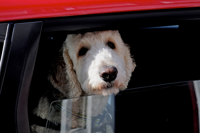 Leaving a window down does not mean your dog won't die of heatstroke. Image source: @MartinPettitt via Flickr 