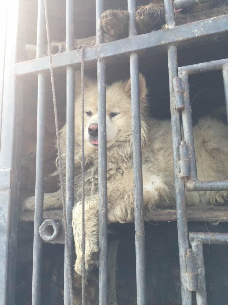 Dog in meat truck near Tianjin, China July 7. Image source: HSI