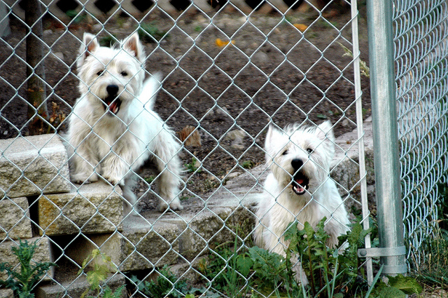 Don't give your dog opportunities to practice the behavior you are trying to get rid of - this may mean no outside free time for a while if they are reactive at the fence. Image source: @SteveBaker via Flickr 