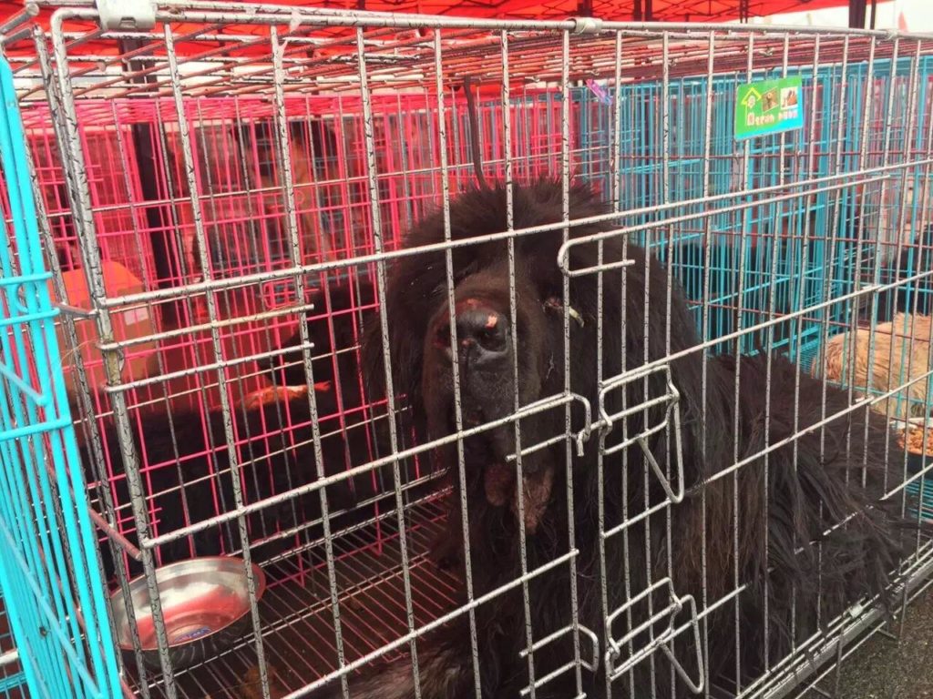 Dog rescued from Qinhuangdao on July 9 headed to his new life, thanks to the activists and HSI. Image source: HIS