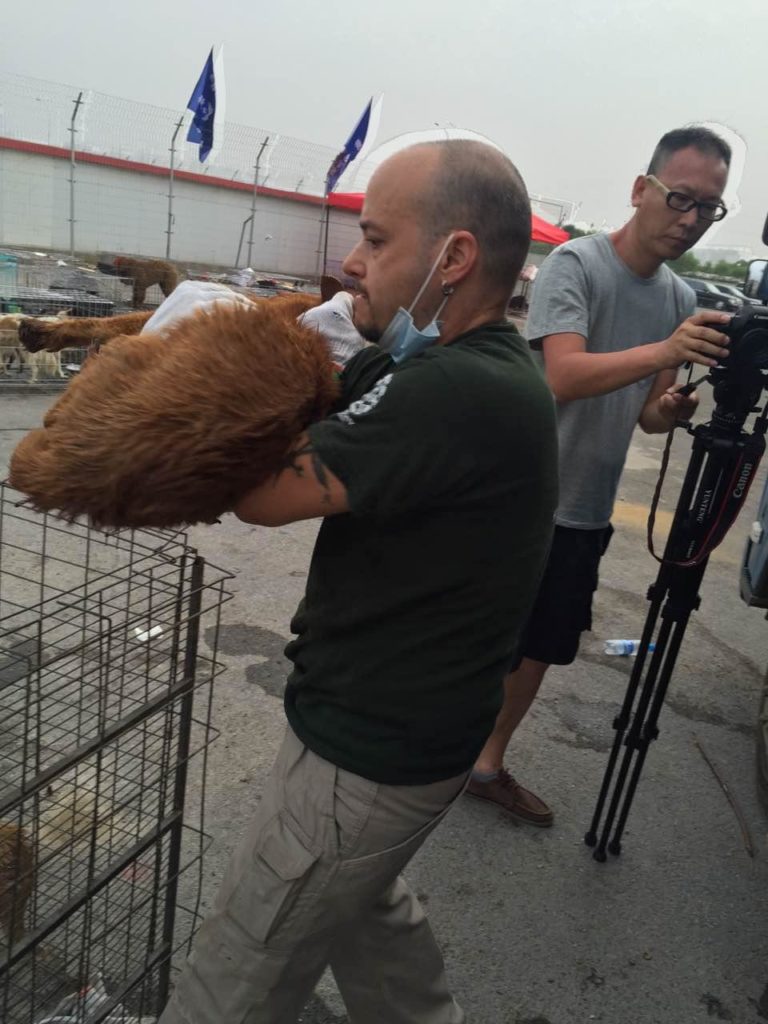 Activists with the China Animal Protection Power activist network care for dogs rescued from a truck transporting them to slaughter. The activists intercepted the truck near Qinhuangdao on July 9 and transported to dogs to Dalian where they will be cared for and put up for adoption with help from Humane Society International. 