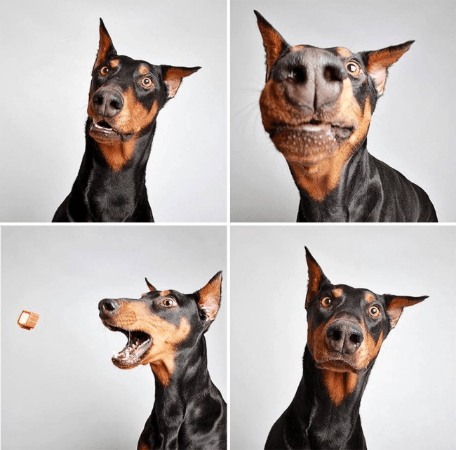 dogs-photobooth_02