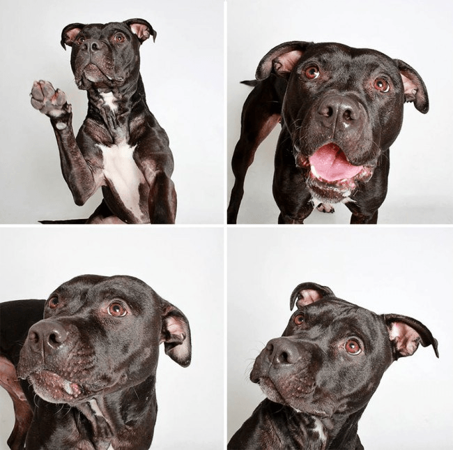 dogs-photobooth_10