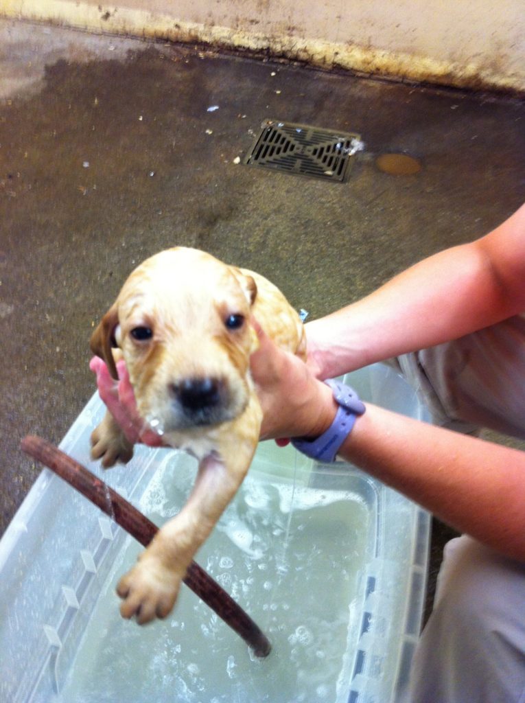 Image source: The Humane Society Of the United States – Puppy Mill Campaign / Facebook  