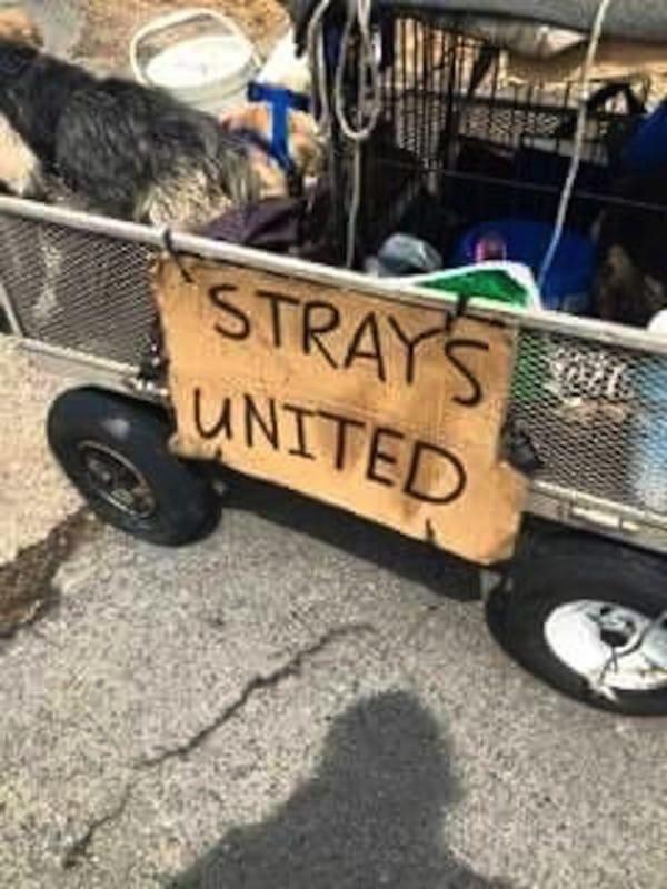 Photo Source: Facebook - Steve's Strays United Across the USA
