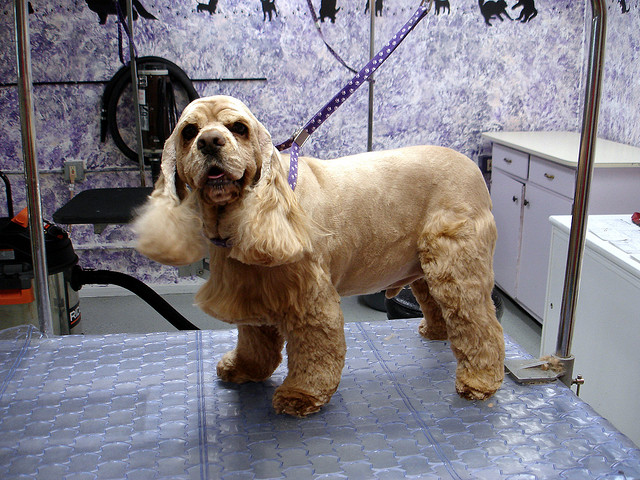 Look like a harmless picture? The groomer not only has her phone on her and is taking pictures, but she has left the dog on the grooming table with the slip around it's neck. A potential disaster. Image source: @patti via Flickr 