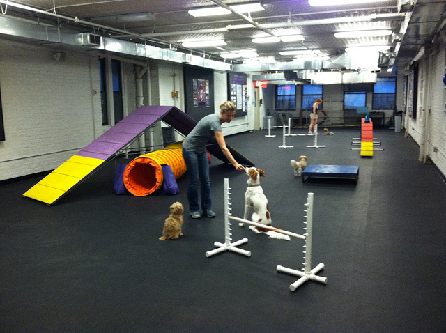 A professional trainer calmly rewards two dogs working in a distracting environment.  Image source: AndreaArden via Flickr 