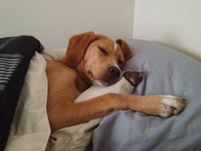 Dog Sleeping In Bed