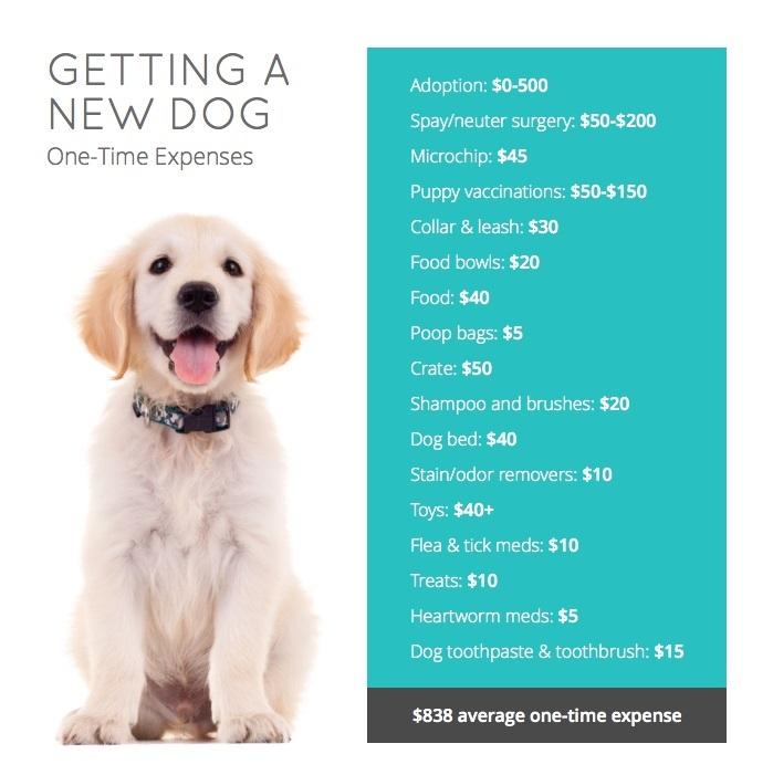 average cost to spay a dog