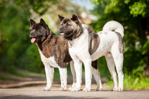 The 12 Most Loyal Dog Breeds