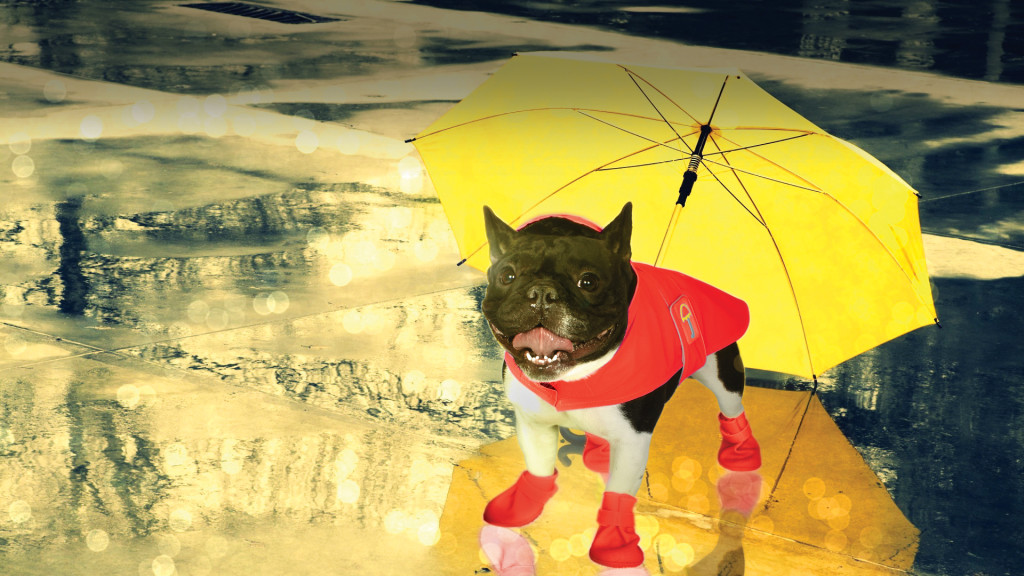 Jelly Wellies Dog Raincoat Size Chart
