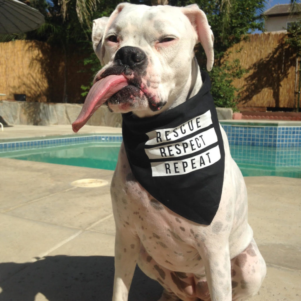 8 Reasons To Consider Adopting A Deaf Dog