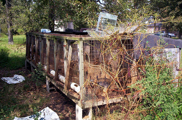 "Puppy mill02" by PETA - People for the Ethical Treatment of Animals. Licensed under Public Domain via Commons 