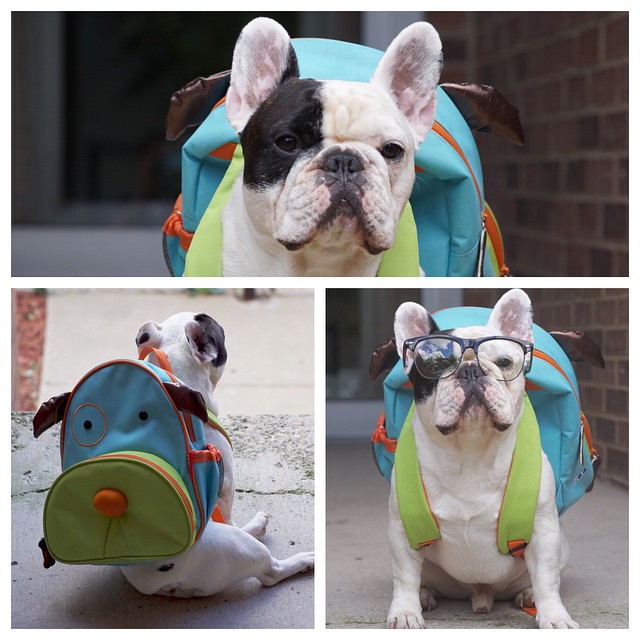 Image source: Manny The Frenchie / Facebook 
