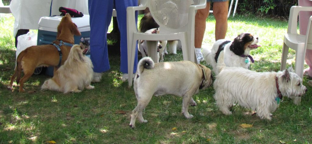 Canine friends enjoying the Bark Park at Greenspring. Image source: Greenspring