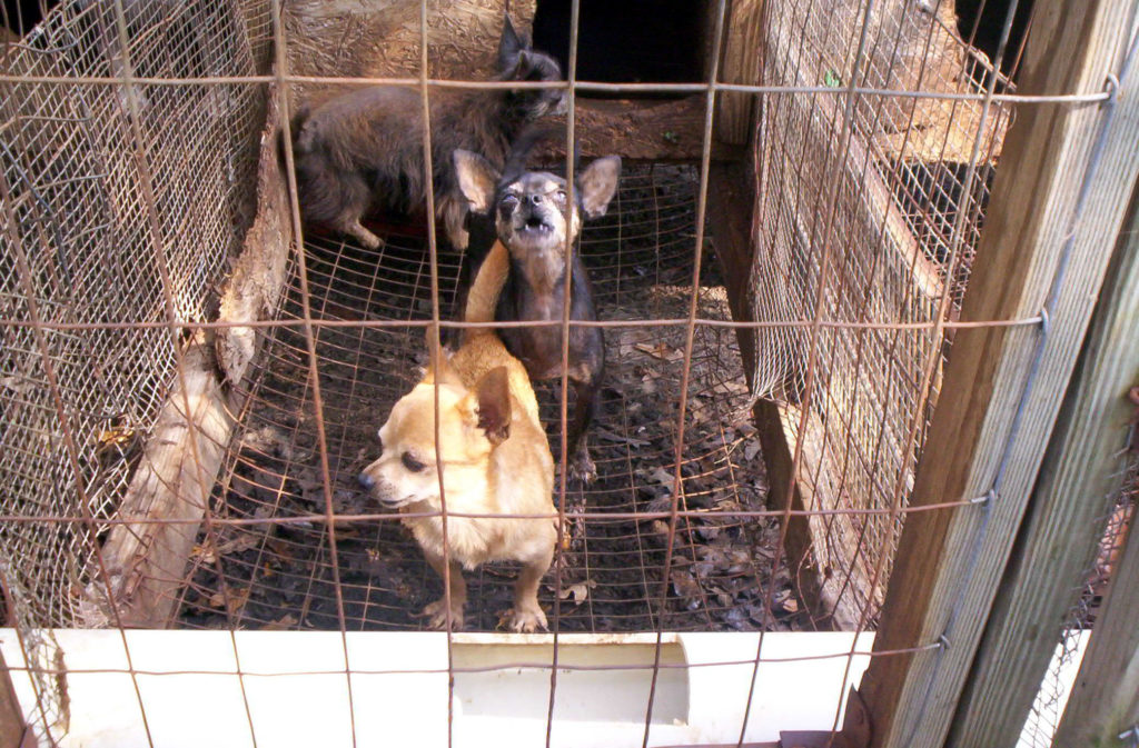 "Puppy mill 01" by PETA - People for the Ethical Treatment of Animals. Licensed under Public Domain via Commons