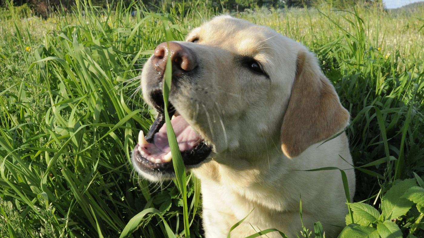 why-do-dogs-eat-grass